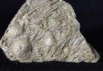 Tentaculites sp. SCHLOTHEIM 1820 - Bild © FossNet FossilienStore